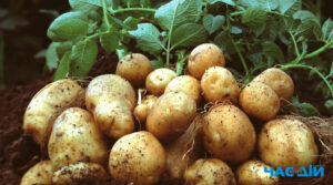 “Дві ціни”: що буде з вартістю картоплі навесні