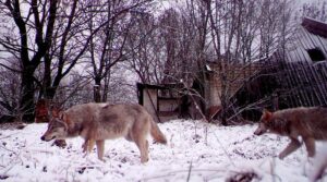 Чорнобильські вовки-мутанти розвинули стійкість до раку, – дослідження