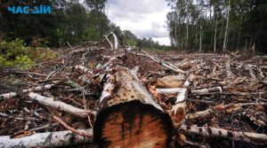 На Вінниччині екскерівник лісгоспу дозволив вирубати 10 тис. дерев майже на 60 млн грн