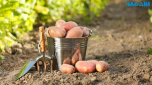 Коли садити картоплю у 2024 році: місячний календар і поради щодо посадки