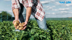 Картопляний бум: коли садити картоплю, щоб отримати рекордний урожай