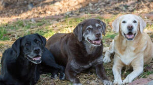 Прекрасні друзі: названо 10 порід собак, які чудово вживаються з іншими тваринами