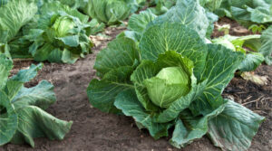 Від шкідників захистять й урожай покращать: що посадити поруч з капустою