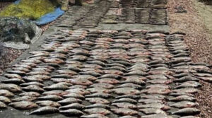 На Київщині браконьєри наловили риби майже на 700 тисяч гривень