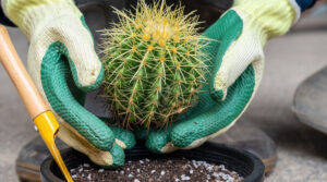 Чому кактуси не можна тримати вдома: п’ять вагомих причин
