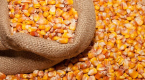 Українські фермери можуть отримати насіння кукурудзи на весняну посівну
