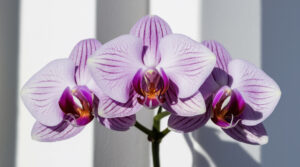 Орхідея скидає бутони: можливі причини та лікування