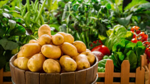 У які дні краще садити картоплю у квітні: поради городникам